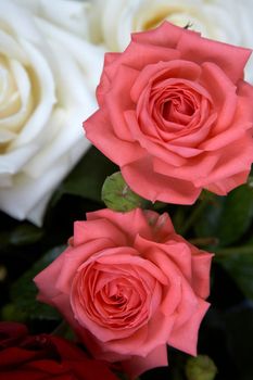 An image of pink and white roses