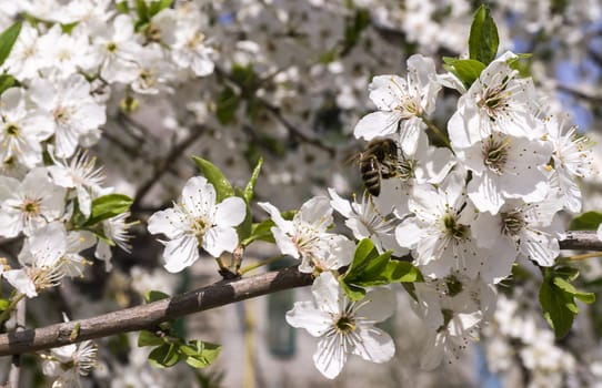 bee collects pollen from a flowering tree