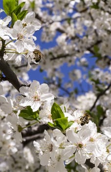 bee collects pollen from a flowering tree