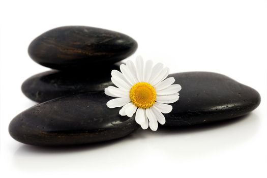 An image of white flower at little black stones