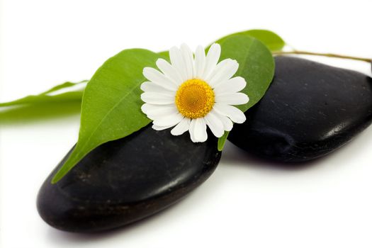 An image of stones with leaves and flower on them