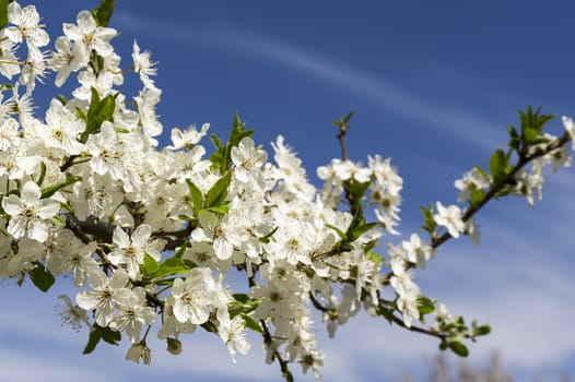 branch of a blossoming tree