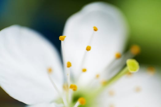 An image of belle white blossom close-up