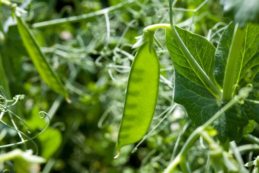 An image of a pod of fresh green bean