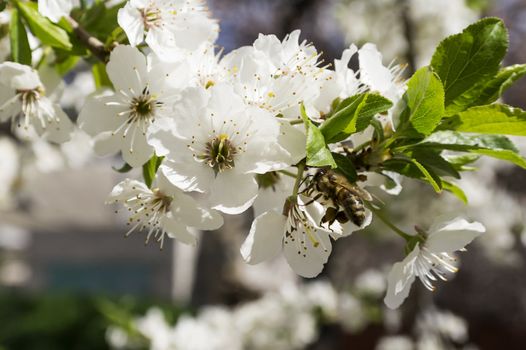 bee collects pollen from a flowering tree