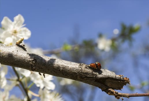 mating season in ladybugs