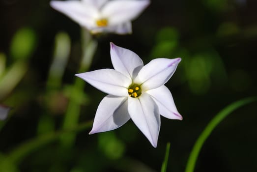 Closeup of a delicate starflower bloom