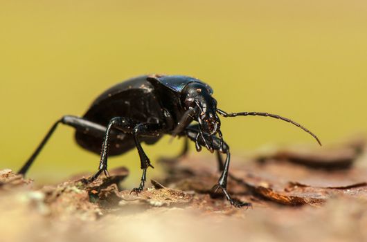 Carabus glabratus