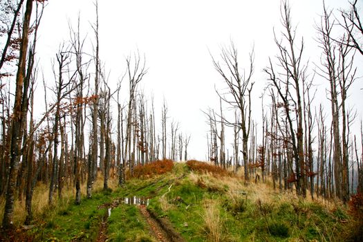 An image of trees without leaves in autumn mountains