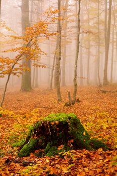 An image of misty forest. Autumn theme.