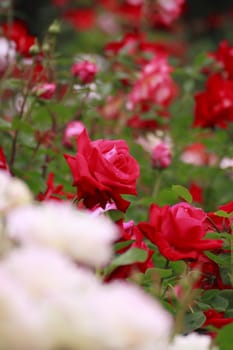 Close up   Beautiful  rose in a garden 