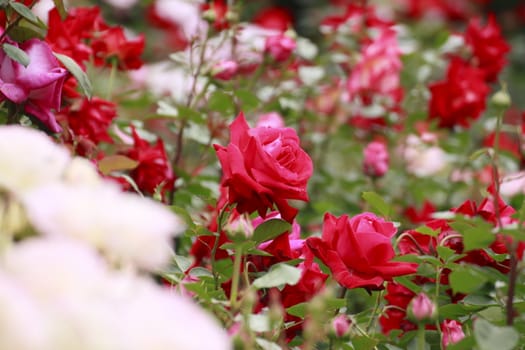 Close up   Beautiful  rose in a garden 