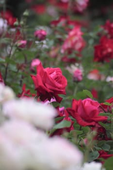 Close up   Beautiful  rose in a garden 