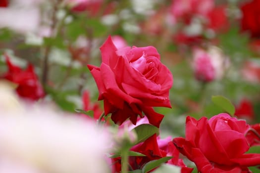 Close up   Beautiful  rose in a garden 