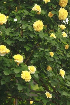 Close up   Beautiful  rose in a garden 