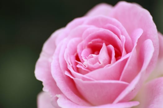 Close up   Beautiful  rose in a garden 