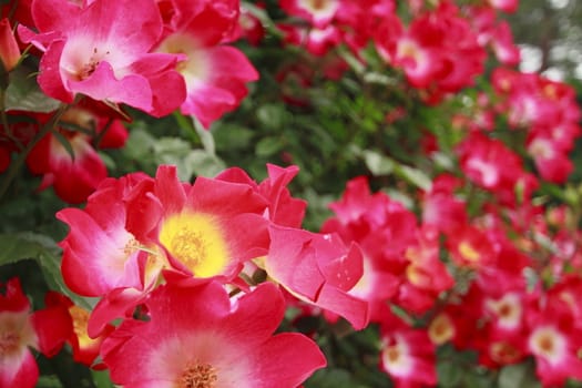 Close up   Beautiful  rose in a garden 