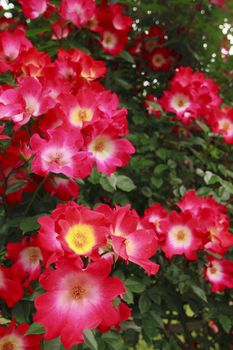 Close up   Beautiful  rose in a garden 