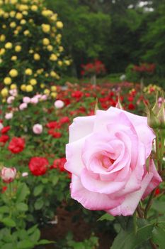 Close up   Beautiful  rose in a garden 