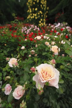 Close up   Beautiful  rose in a garden 