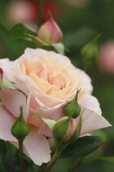 Close up   Beautiful  rose in a garden 