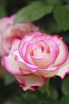 Close up   Beautiful  rose in a garden 