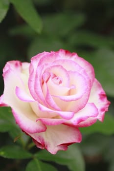 Close up   Beautiful  rose in a garden 