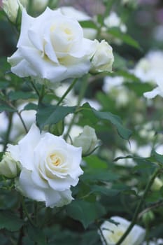 Close up   Beautiful  rose in a garden 