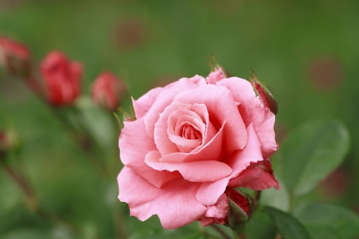 Close up   Beautiful  rose in a garden 