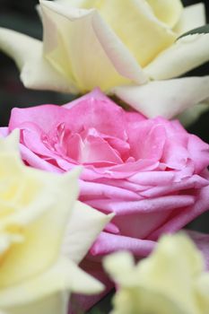 Close up   Beautiful  rose in a garden 