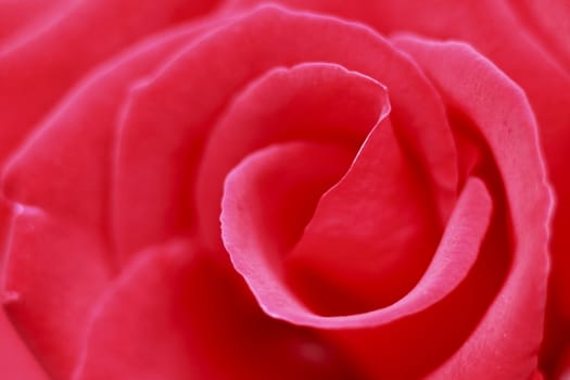 Close up   Beautiful  rose in a garden 