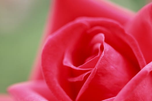 Close up   Beautiful  rose in a garden 