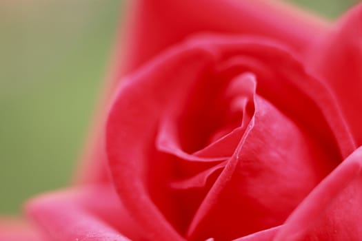 Close up   Beautiful  rose in a garden 