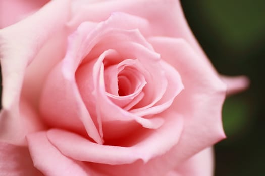 Close up   Beautiful  rose in a garden 