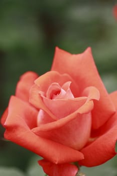 Close up   Beautiful  rose in a garden 