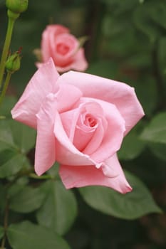 Close up   Beautiful  rose in a garden 