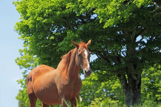 horse and  field  in summer