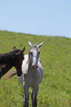 horse and  field  in summer