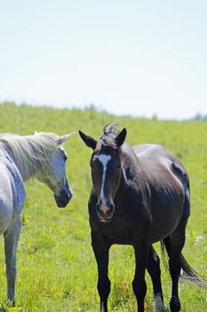 horse and  field  in summer