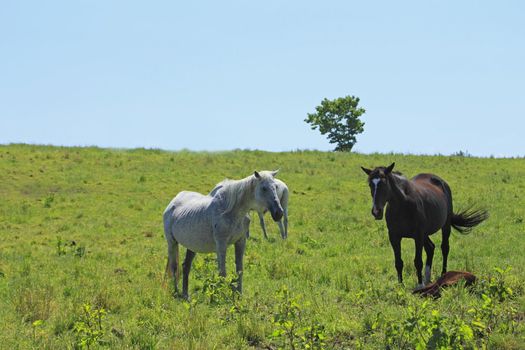 horse and  field  in summer