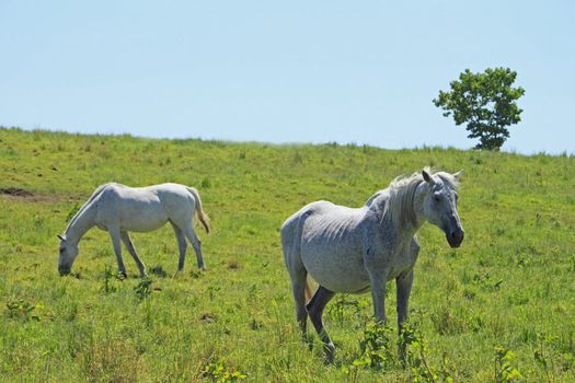 horse and  field  in summer