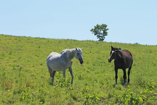 horse and  field  in summer