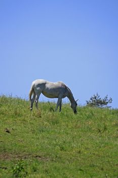 horse and  field  in summer