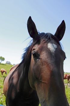 horse and  field  in summer