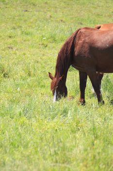 horse and  field  in summer