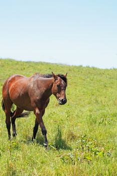 horse and  field  in summer