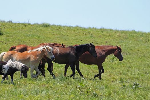 horse and  field  in summer