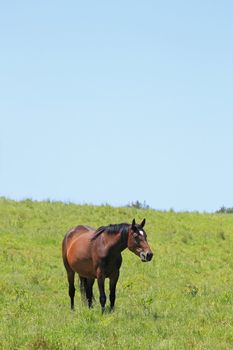 horse and  field  in summer