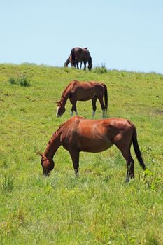 horse and  field  in summer