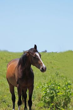 horse and  field  in summer